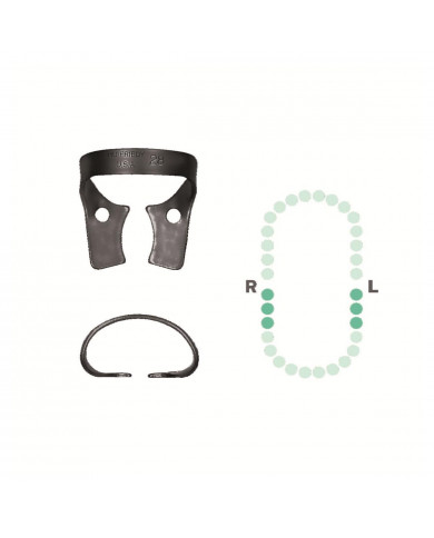 Crampon Molaire du Bas