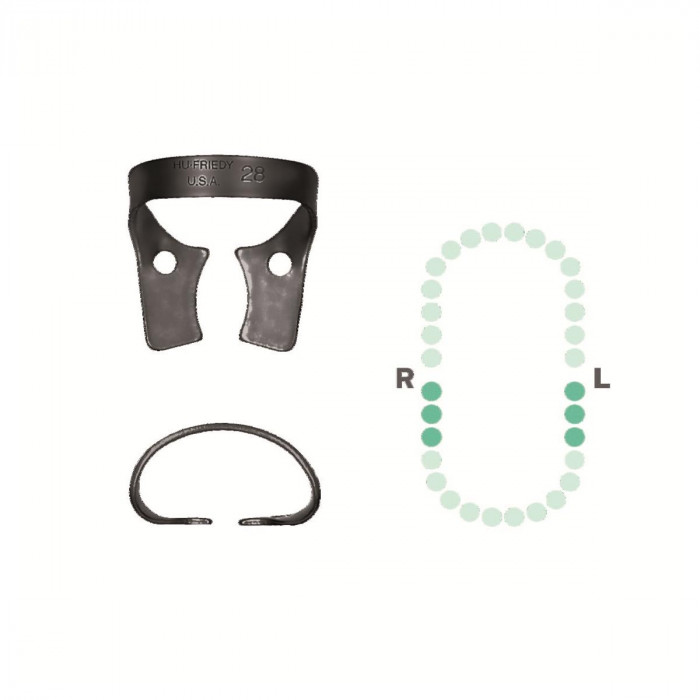 Crampon Molaire du Bas